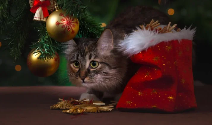 Regali di Natale: 5 idee regalo per gli amanti dei gatti